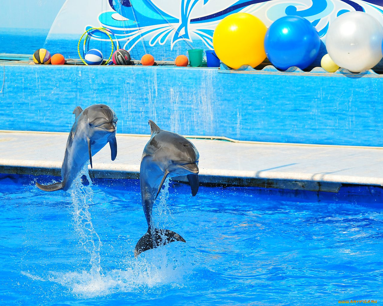 Дельфинарий «Водный мир» Новоросийск